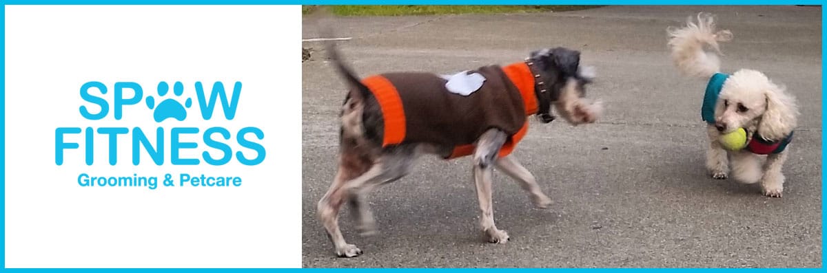 Pet Fitness