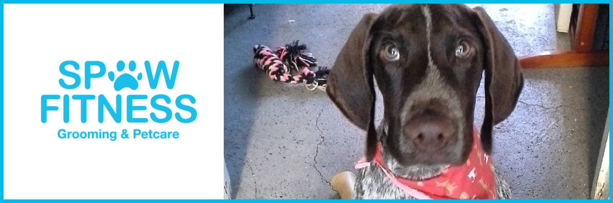 Puppy Program